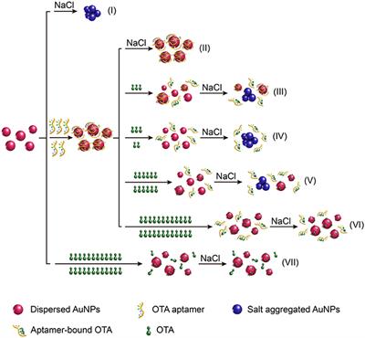 Gold Nanoparticle-Aptamer-Based LSPR Sensing of Ochratoxin A at a Widened Detection Range by Double Calibration Curve Method